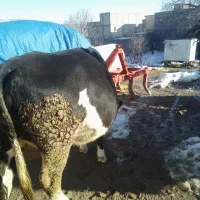 گاو هلندی|حیوانات مزرعه|سراجو, |دیوار