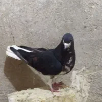 ماده خوشرنگ سیاه پرگل سرخ