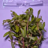 گیاه آکواریم|ماهی|بابل, |دیوار