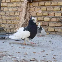 سرور|پرنده|یزد, |دیوار