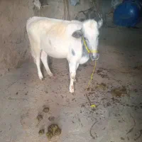 یک راس گوساله ماده