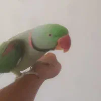 شاه طوطی|پرنده|گلبهار, شهر جدید گلبهار|دیوار