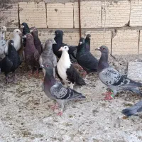 پلاکی بیرونی|پرنده|شیراز, دارالرحمه|دیوار
