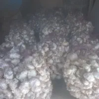 سیر درجه یک و مرغوب