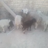 باسلام بره سبک