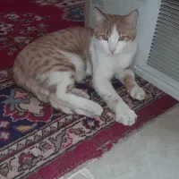 گربه ماده