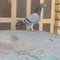پرنده مسافتی اصل سبز رنگ روشن قابل ارسال..