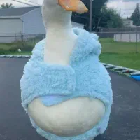 ۶ اردک سفید ،دونه یی پونصد