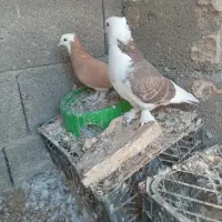 کبوتر  گره درجایی|پرنده|میناب, |دیوار