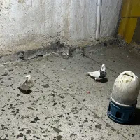 کبوتر|پرنده|جم, |دیوار