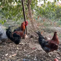 خروس چاق و جوان محلی