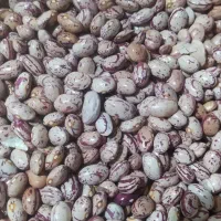 لوبیا چیتی، سفید، قرمز