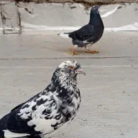 یک جفت کفتر هوایی|پرنده|ساوه, |دیوار