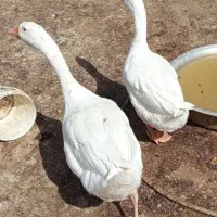 یک جفت قوغاز بالغ