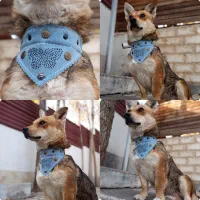 دستمال گردن سگ و گربه