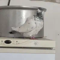 کله دار|پرنده|رزن, |دیوار