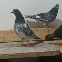 فروش کبوترکله سبز ساده پدرمادرکاکل|پرنده|بندر ماهشهر, |دیوار