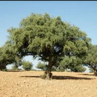 فروش نهال آرگان  درخت تولید روغن  طلایی آرگان
