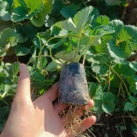 فروش نشاء توت فرنگی|خدمات باغبانی و درختکاری|مریوان, |دیوار