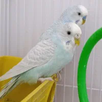 مرغ عشق