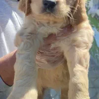 سگ گلدن رتریور توله گلدن رتریور دماهه