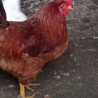 خروس|حیوانات مزرعه|نورآباد, |دیوار