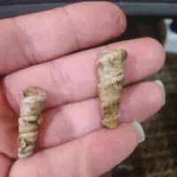 عرج سواحل اصلی بشرط و پلاک گردنی