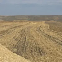 کاه گندم