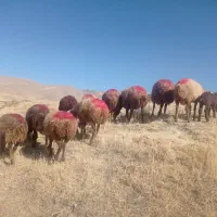 گوسفندجوان