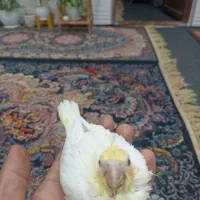 فروش طوطی سرلاکی و دستی نرمه خور|پرنده|لار, |دیوار