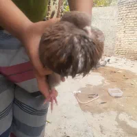 کبوترنوک قنارسرورزرد