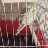 عروس هلندی|پرنده|فردیس, شهرک وحدت|دیوار