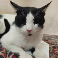 واگذاری گربه DSH تاکسیدو نر یکساله