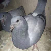 کبوتر مسافتی|پرنده|زهک, |دیوار