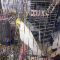 فروش عروس هلندی نرو ماده بالغ ۳ باری جوجه گرفتم