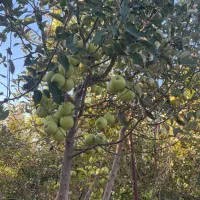 فروش سیب باغ به صورت یکجا