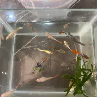 ماهی گوپی مفت|ماهی|مشهد, ارشاد|دیوار