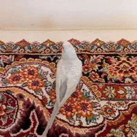 مرغ عشق دستی دست هم میدهد|پرنده|اصفهان, سرشبادران|دیوار