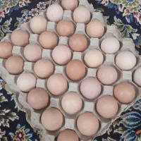 تخم مرغ محلی