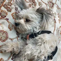 گمشده|سگ|یزد, |دیوار