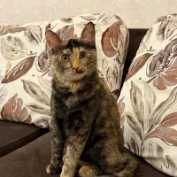 واگذاری گربه