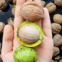 برنامه کودی متناسب با شرایط «باغ»