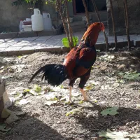 خروس لاری ۷.۵ ماهه نسل دار|حیوانات مزرعه|هشتگرد, تهران دشت|دیوار