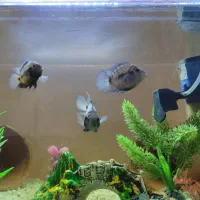 سیچلاید اکواریومی