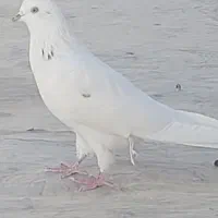 یکجفت کبوتر پرشی