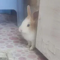 خرگوش
