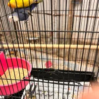 جفت کتوله و کوزه برای لونه