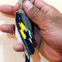 سهره سقا دورگ کرمونی|پرنده|کرمان, |دیوار