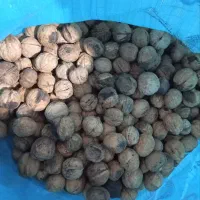 گردو فروشی کلی