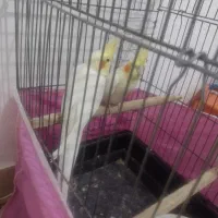 یک جفت عروس هلندی صددرصد مولد تضمینی 4 تخم|پرنده|بومهن, |دیوار